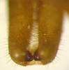 Kuwayamaea sapporensis Matsumura & Shiraki, 1908: male subgenital plate, dorso-apical view. (Otu).
