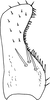 Subgenital plate, ventral view on Anufrievia quadrata Cao & Zhang, 2018: Subgenital plate. (Observation).