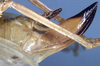 CollectionObject 1517082; e6cd0486-9180-4a54-b212-0c8f45ad3e82: female ovipositor (holotype). (CollectionObject).