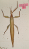 CollectionObject 1562289; 3f84e5bd-f5f7-42e6-9ddf-0a6b1f7ce6c0: copyright MVMA, Melbourne. female of synonym Tropidoderus iodomus (syntype). (CollectionObject).