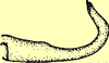 Mirollia (Mirollia) quadripunctata Ingrisch, 1990: literature. (Otu).