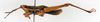 CollectionObject 1501027; 21f7e778-4953-471b-b38f-d5269e612431: male, lateral view (holotype). (CollectionObject).