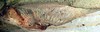 CollectionObject 1517362; f40b1305-ba3f-4e00-984b-641e20b86941: male, mirror area (syntype or lectotype). (CollectionObject).