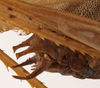 CollectionObject 1534635; b871045d-3acb-4217-ae93-fd93005a1654: male cerci (holotype). (CollectionObject).