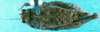 CollectionObject 1500843; 4b0c32fa-876e-4fb8-9560-6d2f0dd94b60: female, dorsal view (holotype). (CollectionObject).