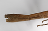 CollectionObject 1563564; 9782836e-9723-4973-b096-2757c733e78e: copyright ZMHB, Berlin. female: end of abdomen, lateral view (syntype). (CollectionObject).