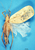 CollectionObject 1506977; c920cdc3-daa0-42ed-bf9f-92cbb3a81a65: female, dorsal view (holotype). (CollectionObject).