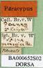 CollectionObject 1502040; 25ede047-fe8d-4878-8bcb-cb4fc091378b: labels (lectotype). (CollectionObject).