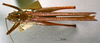 CollectionObject 1516503; 41a5016a-d957-4e6c-bd3c-a096a06a8a59: male, dorsal view. (CollectionObject).