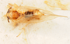 Habitus, dorsal view on Delphacodes marginicornis (Fowler, 1905): (Observation).