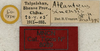 labels (paratype). Depicts CollectionObject 1536001; 0b02ec51-0a52-4db5-a02d-31074121452f, a CollectionObject.