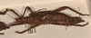 copyright OUMNH. female, lateral view of Heteropteryx grayii (paralectotpe). Depicts CollectionObject 1558873; 2132ec91-ed80-4a43-b4b5-d4c5c1ec1a93, a CollectionObject.;copyright OUMNH. female, lateral view of Heteropteryx grayii (paralectotpe). Depicts CollectionObject 1558874; 39fe98fa-ac6f-48fa-b445-a139b0d533e9, a CollectionObject.