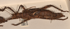 CollectionObject 1558873; 2132ec91-ed80-4a43-b4b5-d4c5c1ec1a93: copyright OUMNH. female, lateral view of Heteropteryx grayii (paralectotpe). (CollectionObject).;CollectionObject 1558874; 39fe98fa-ac6f-48fa-b445-a139b0d533e9: copyright OUMNH. female, lateral view of Heteropteryx grayii (paralectotpe). (CollectionObject).