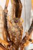 CollectionObject 2602181; 6e5c7ae2-6b2d-4749-83bf-67cc330e0a3d: male, ventral view (syntype). (CollectionObject).