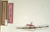 CollectionObject 1561479; NMW 686, 1ec8851f-cb4e-49a3-825d-d042f43bf06e: copyright NMW, Vienna. male (syntype). (CollectionObject).