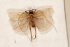 CollectionObject 1475028; c1b5666e-5796-468f-96e3-c976934aef77: male, dorsal view (syntype). (CollectionObject).