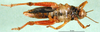 CollectionObject 1501309; 2f12c848-30c5-47d8-811c-583ccdba2e9f, DORSA BA000660S01: female, vantral view (holotype). (CollectionObject).