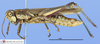 CollectionObject 1514353; 506ddbcf-3cb6-41b0-bc43-d7532b2a78de, MLP3380: male, lateral view (paratype). (CollectionObject).