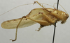 CollectionObject 1535904; bfbf330f-6025-47b1-a31c-a7273169fd67: male, lateral view. (CollectionObject).