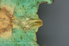 CollectionObject 1563457; bd83932c-448e-4350-92cb-5a3d253406a6: copyright SDEI, Müncheberg. female, ventral view (holotype). (CollectionObject).