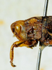 CollectionObject 1498699; 030eafed-5045-4cf5-b2b3-b3cec72c93da: male head and pronotum, lateral view. (CollectionObject).