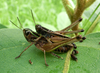 FieldOccurrence 478; 09dc0d81-54a4-4292-a838-02258a49d889; Tanzania
Darakuta Ranch near Babati, 2017/05/06: pair mating. (FieldOccurrence).