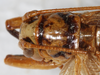 CollectionObject 1533015; 85a5cff4-74eb-45e8-bd79-c8f84f6469e0: male pronotum, dorsal view. (CollectionObject).