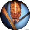 CollectionObject 1538343; 131f4838-0a36-4b98-b678-69ff0089214c: male cerci. (CollectionObject).
