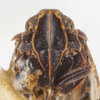 Head on Cixius (Pseudocixius) praecox Van Duzee, 1925: (Observation).