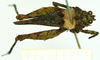 CollectionObject 1586203; 3d07d60f-4675-4cb4-8a0c-d2f63d3a0ccf: female, dorsal view. (CollectionObject).