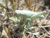 female (off King Canyon Road, about 5.5 miles south of Chadron, Nebraska, 7 July 2020). Depicts Hypochlora alba (Dodge, 1876), an Otu.