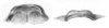 Ceuthophilus (Ceuthophilus) divergens Scudder, 1862: Figs. 64-64a. epiphallus. (Otu).