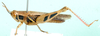 Epacrocatantops curvicercus (Miller, 1929): male, lateral view. (Otu).