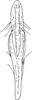 Aedeagus, ventral view: Aedeagus, ventral view. (Observation).