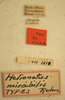 CollectionObject 1533403; ea3527b8-da07-4ba7-b454-0e82ec912718, USNM 12084: labels (syntype). (CollectionObject).