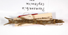 CollectionObject 1564141; 19fff3f5-5ad9-4086-a5b0-80eb61f4e461: copyright MNCN, Madrid. female (syntype). (CollectionObject).;CollectionObject 1564142; 0fa5b738-537f-4b39-8b69-fcee83e1aa4f: copyright MNCN, Madrid. female (syntype). (CollectionObject).