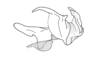 Anablysis pantherina Gerstaecker, 1889: Fig. 87. phallic complex without epiphallus, lateral view. (Otu).