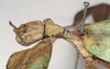 CollectionObject 1561205; NHMUK(SF IMPORT DUPLICATE) 845230, a6e7094f-b687-4215-8c9d-6d75aae081d8: copyright Natural History Museum, London. female: head and thorax, lateral view (holotype). (CollectionObject).