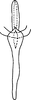 Aedeagus, ventral view on Empoasca (Empoasca) guttiformis Cunningham & Ross, 1965: Aedeagus, ventral view. (Observation).