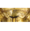 Ovipositor: !! display not done !! on Faltala Oman, 1938: female sternite VII, ventral view, before clearing. (Observation).
