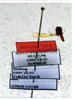 Habitus ventral view on Anatkina wufengana Yang & Du, 2001: (Observation).