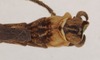 CollectionObject 1561297; NHMUK(SF IMPORT DUPLICATE) 845153, 81e23959-9432-44f3-afcb-9c3e60d89bde: copyright Natural History Museum, London. male: end of abdomen, dorsal view (holotype). (CollectionObject).