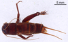 CollectionObject 1522827; 0e811ad3-b337-48bc-a657-e59ee43c8fde: Male, dorsal view (holotype). (CollectionObject).