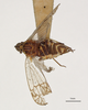 Habitus, dorsal view: (Observation).
