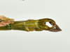 CollectionObject 1583388; 95523474-7e28-481d-9475-d50c7f3964df, QM T244506: copyright QM, Brisbane. male: end of abdomen, dorsal view (paratype). (CollectionObject).