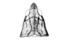Crites prestoni Rehn, 1942: Fig. 146. male head and pronotum, dorsal view. (Otu).