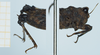 CollectionObject 1585489; 049f46ae-d941-4d72-a749-81b732e606c8: female, lateral view. (CollectionObject).