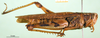 CollectionObject 1501536; 2da459fb-8e86-4094-8816-f02380b32c59, DORSA BA000229S01: female, lateral view (holotype). (CollectionObject).