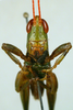 CollectionObject 1536066; e41e7803-4980-41ba-bf47-e528df22c58d: male face (holotype). (CollectionObject).