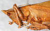 CollectionObject 1576556; NMW 21100, ce679188-12cb-4c38-afcd-2f2d98f3e243: female, head and pronotum, lateral view. (CollectionObject).